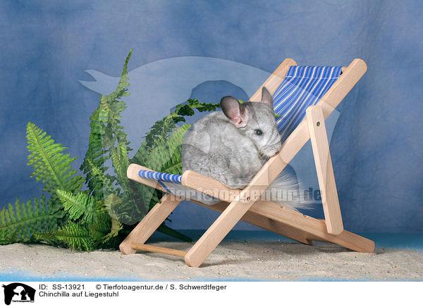 Chinchilla auf Liegestuhl / Chinchilla on deckchair / SS-13921