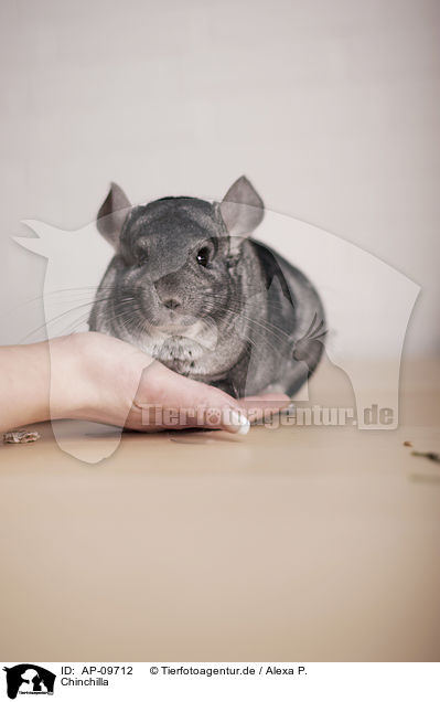 Chinchilla / laniger / AP-09712