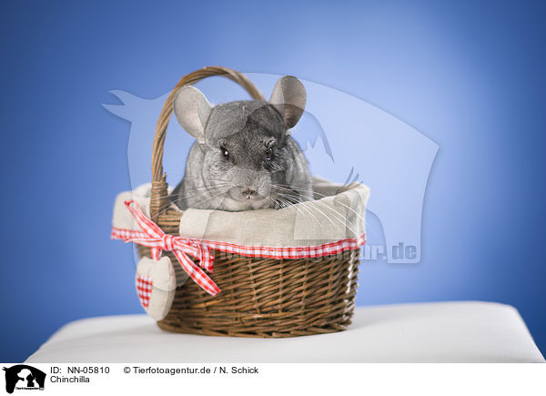 Chinchilla / Chinchilla / NN-05810