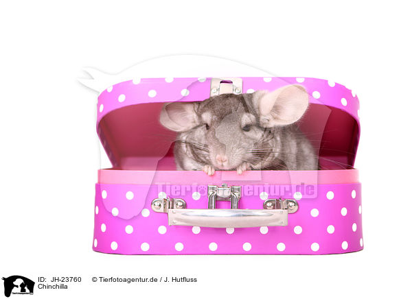 Chinchilla / JH-23760