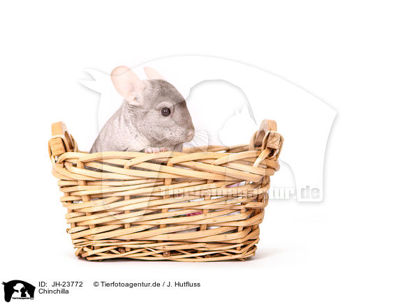 Chinchilla / JH-23772