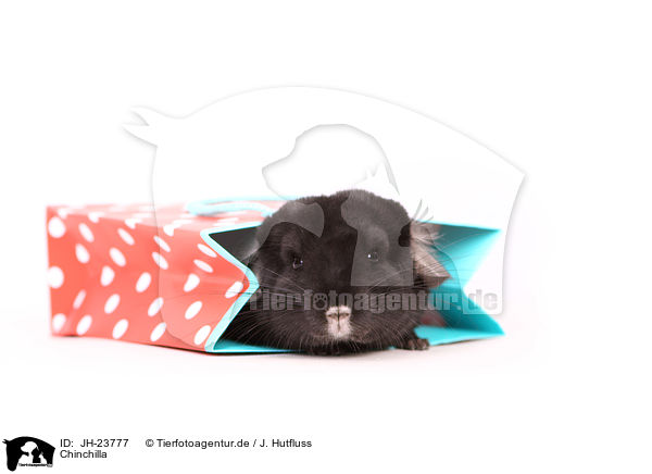 Chinchilla / Chinchilla / JH-23777