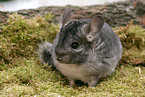 Chinchilla