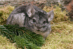 Chinchilla