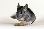 fressender Chinchilla