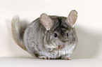 putzendes Chinchilla