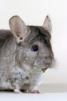 fressender Chinchilla