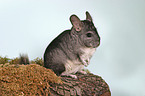 Chinchilla