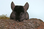 Chinchilla