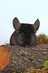 Chinchilla