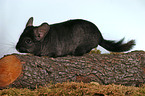 Chinchilla