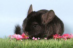 Chinchilla