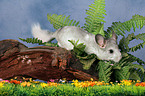 Chinchilla