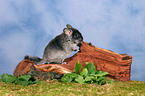 Chinchilla