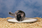 Chinchilla mit Sandbad