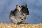 Chinchilla