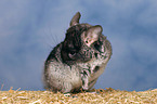 Chinchilla putzt sich