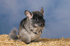 Chinchilla