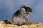 Chinchilla