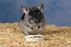 fressendes Chinchilla