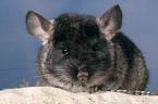 Chinchilla mit Sandbad