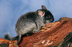 Chinchilla