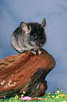 Chinchilla