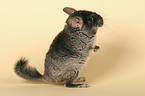 Chinchilla