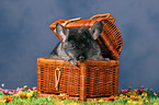 Chinchilla im Krbchen