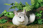 Chinchilla