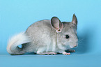 Chinchilla