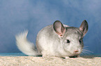 Chinchilla im Sandbad