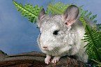 Chinchilla