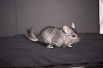 Chinchilla