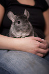 Chinchilla