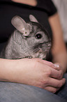 Chinchilla