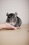 Chinchilla