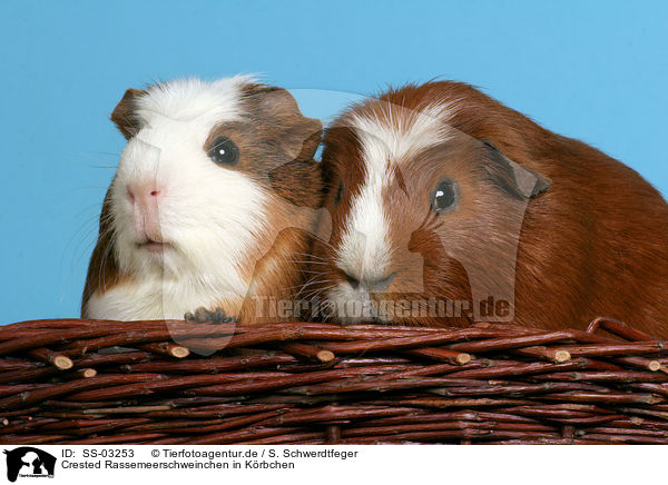 Crested Rassemeerschweinchen in Krbchen / SS-03253