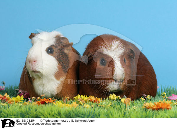 Crested Rassemeerschweinchen / SS-03254