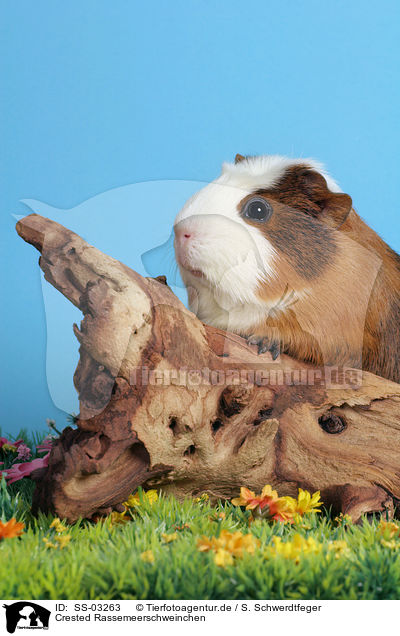 Crested Rassemeerschweinchen / SS-03263