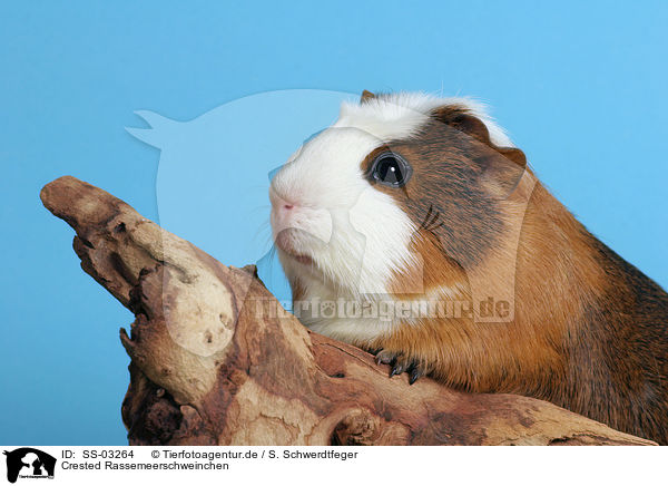 Crested Rassemeerschweinchen / Crested Guinea Pig / SS-03264