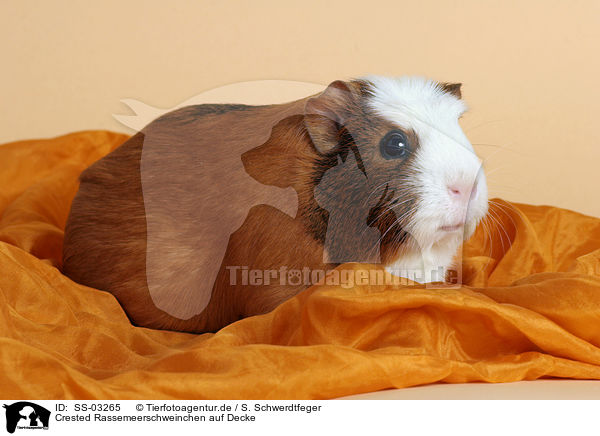 Crested Rassemeerschweinchen auf Decke / SS-03265