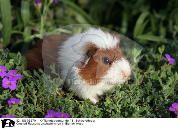 Crested Rassemeerschweinchen in Blumenwiese / SS-03270