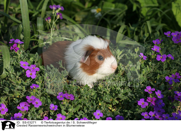 Crested Rassemeerschweinchen in Blumenwiese / SS-03271