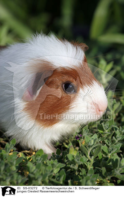 junges Crested Rassemeerschweinchen / SS-03272