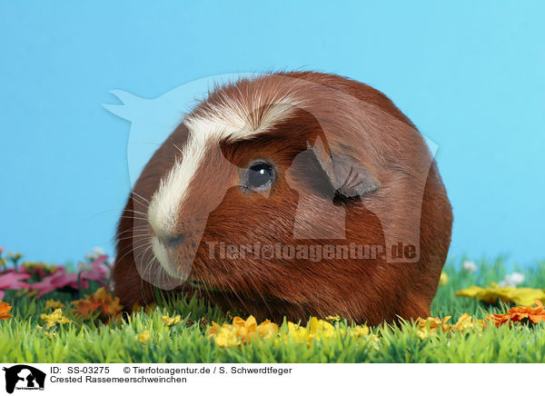 Crested Rassemeerschweinchen / Crested Guinea Pig / SS-03275