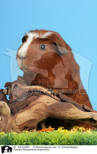 Crested Rassemeerschweinchen / Crested Guinea Pig / SS-03280