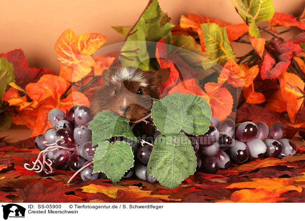 Crested Meerschwein / Crested Guinea Pig / SS-05900
