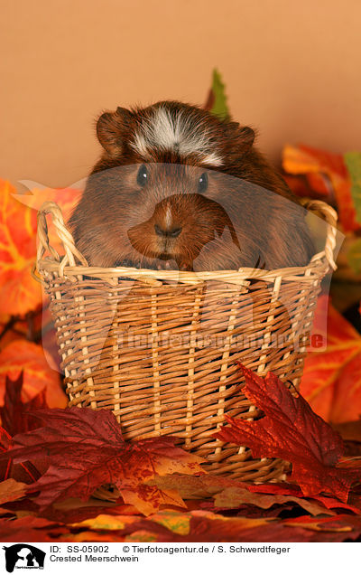 Crested Meerschwein / Crested Guinea Pig / SS-05902