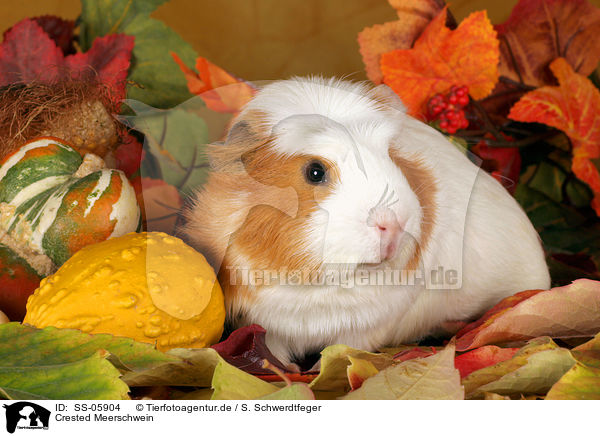 Crested Meerschwein / Crested Guinea Pig / SS-05904